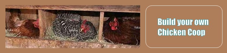 nesting in the chicken coop